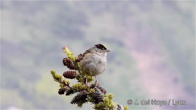 Golden-crowned Sparrow - ML201447731