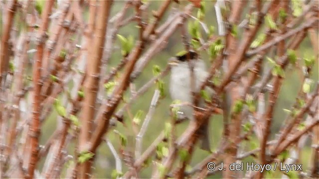 Golden-crowned Sparrow - ML201447741