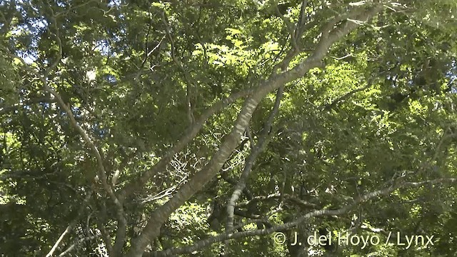 Новозеландская веерохвостка - ML201447991