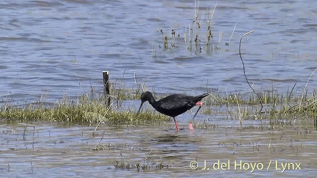  - Black Stilt