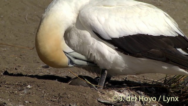 Australasian Gannet - ML201448601