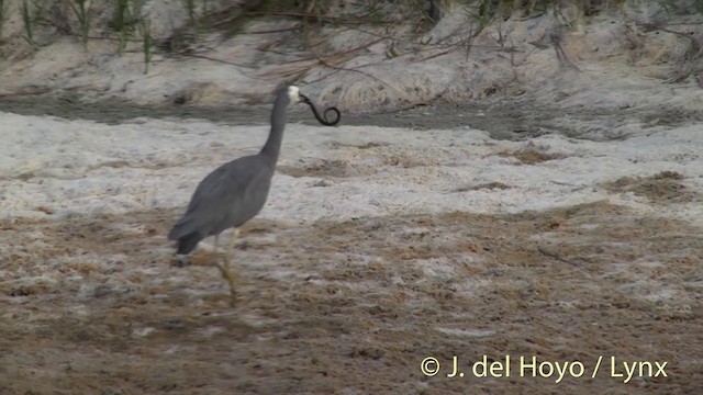  - White-faced Heron