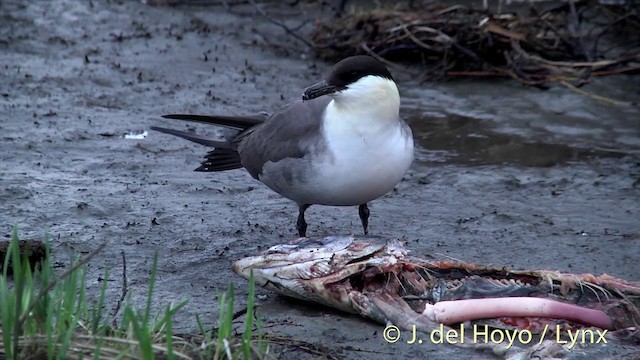 Long-tailed Jaeger - ML201449471