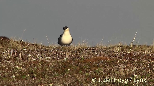 Long-tailed Jaeger - ML201449501