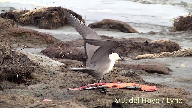 Long-tailed Jaeger - ML201449511