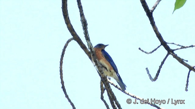 Eastern Bluebird (Eastern) - ML201449771