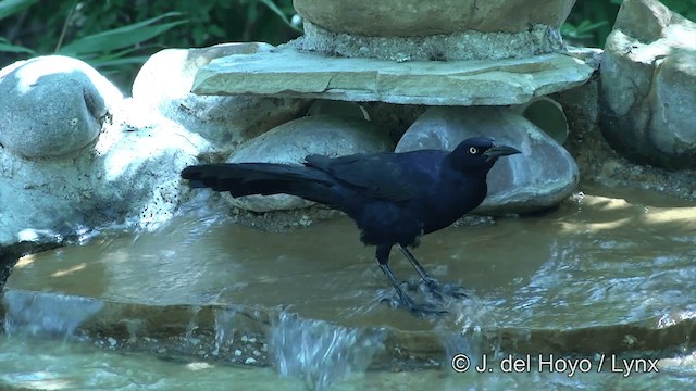 Great-tailed Grackle - ML201450031