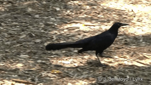 Great-tailed Grackle - ML201450041