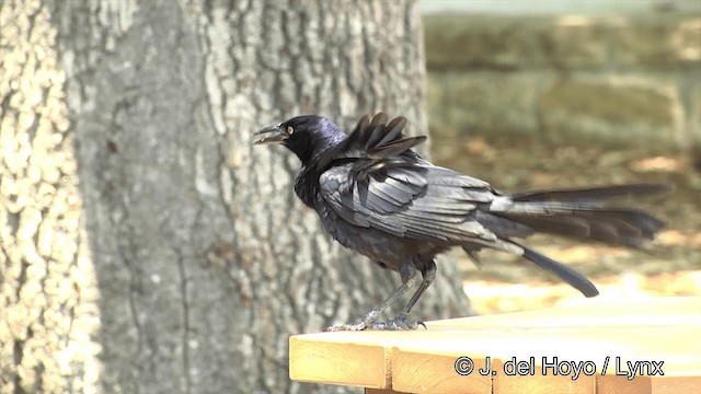 Great-tailed Grackle - ML201450061