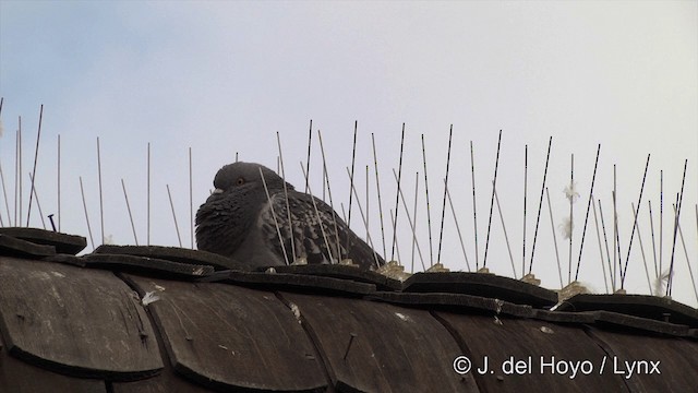 Rock Pigeon (Feral Pigeon) - ML201450081