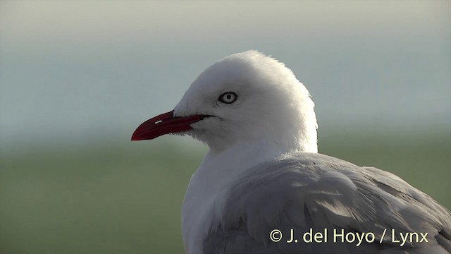 Silver Gull (Red-billed) - ML201450561
