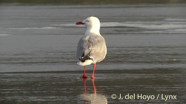 Silver Gull (Red-billed) - ML201450611