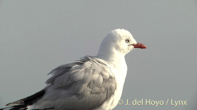 Silver Gull (Red-billed) - ML201450801