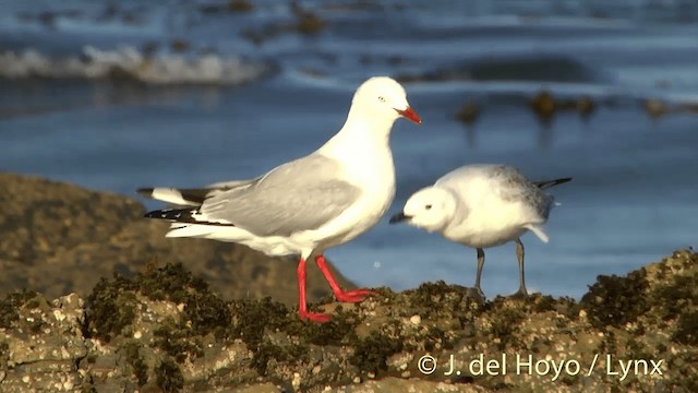 Silver Gull (Red-billed) - ML201450821