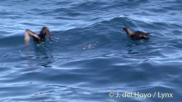 Flesh-footed Shearwater - ML201450961