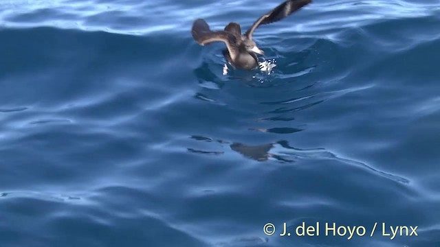Flesh-footed Shearwater - ML201451021