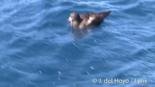 Flesh-footed Shearwater - ML201451031