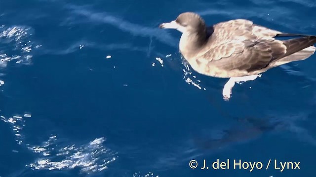 Flesh-footed Shearwater - ML201451051