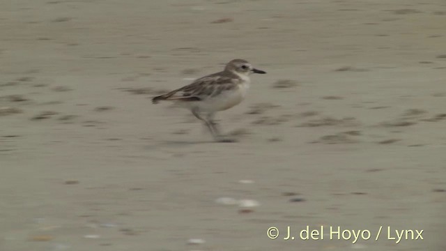 Red-breasted Dotterel - ML201451291