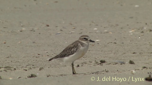 Red-breasted Dotterel - ML201451301