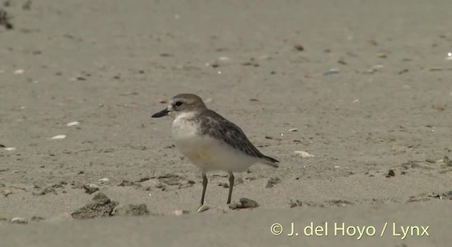 Red-breasted Dotterel - ML201451311