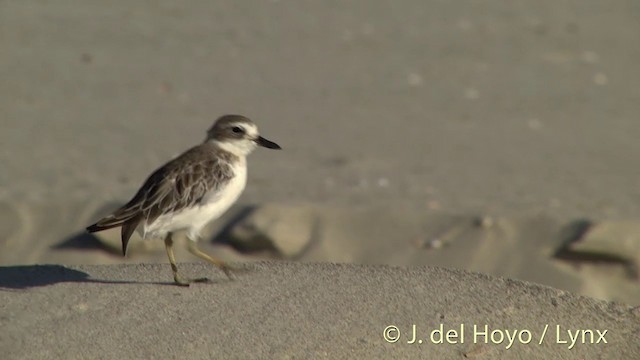 Red-breasted Dotterel - ML201451321