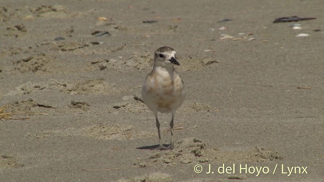 Red-breasted Dotterel - ML201451331