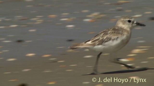 Red-breasted Dotterel - ML201451341