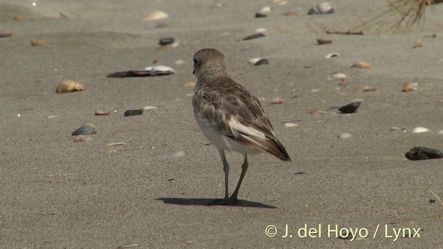 Red-breasted Dotterel - ML201451351