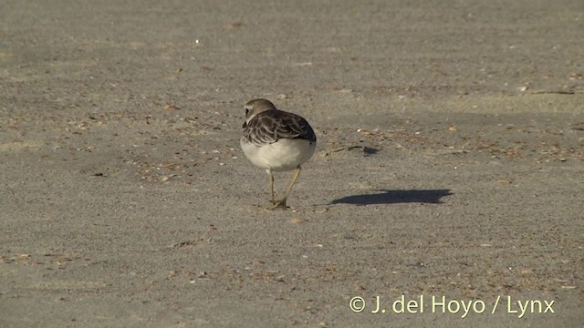 Red-breasted Dotterel - ML201451381