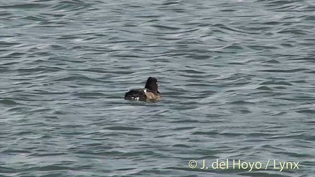 Tufted Duck - ML201451631