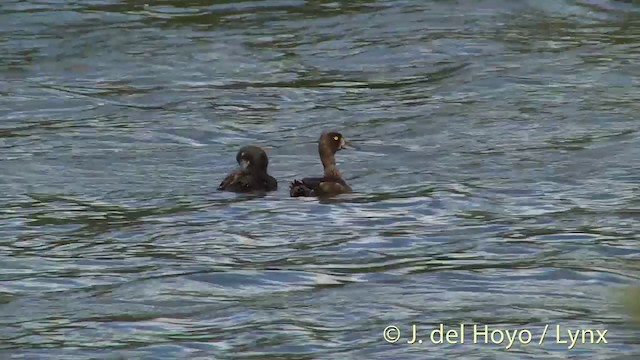 Tufted Duck - ML201451641