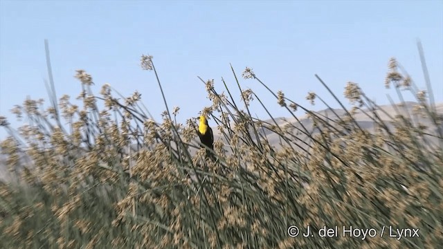 Yellow-headed Blackbird - ML201452121