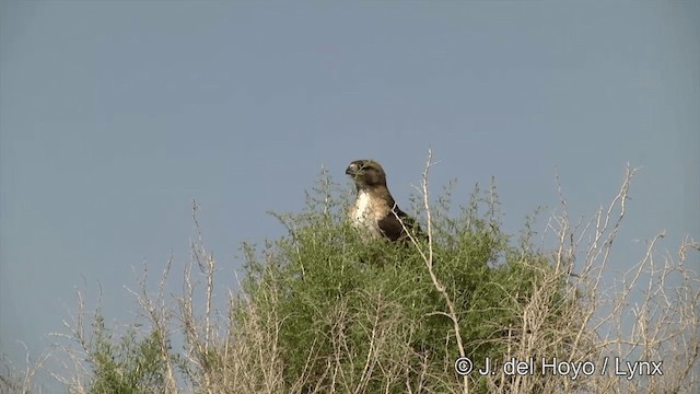Red-tailed Hawk (calurus/alascensis) - ML201452161