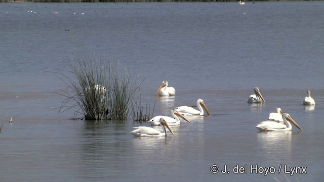 pelikán severoamerický - ML201452241