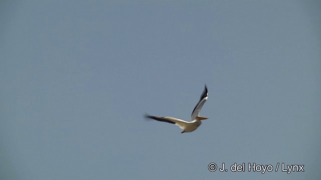 pelikán severoamerický - ML201452271
