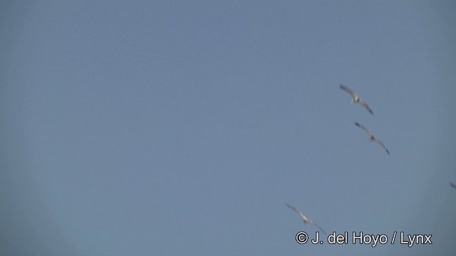 Пелікан рогодзьобий - ML201452281