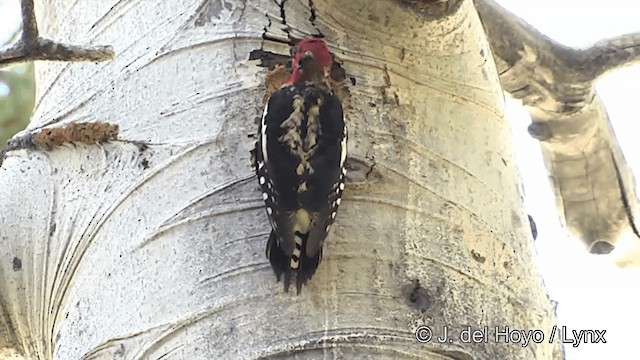 Red-breasted Sapsucker (daggetti) - ML201452411