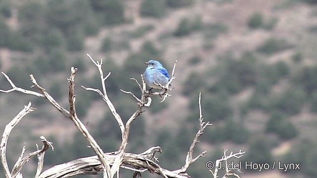 Mountain Bluebird - ML201452501