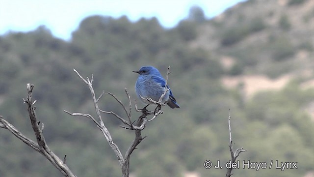 Mountain Bluebird - ML201452511