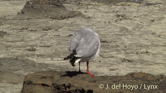 Silver Gull (Red-billed) - ML201452741