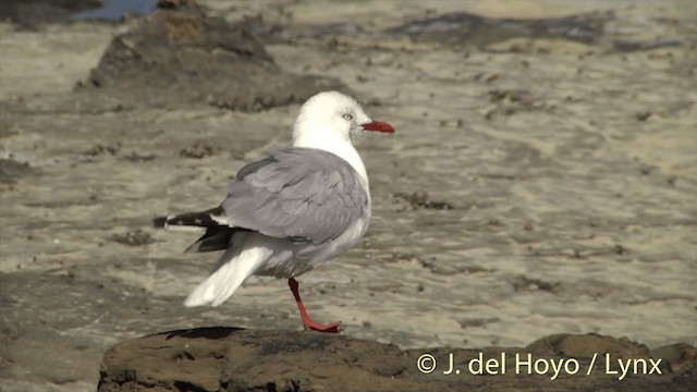 Silver Gull (Red-billed) - ML201452751