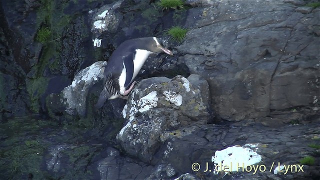 Pingüino Ojigualdo - ML201452791