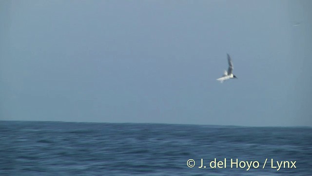 White-fronted Tern - ML201452851