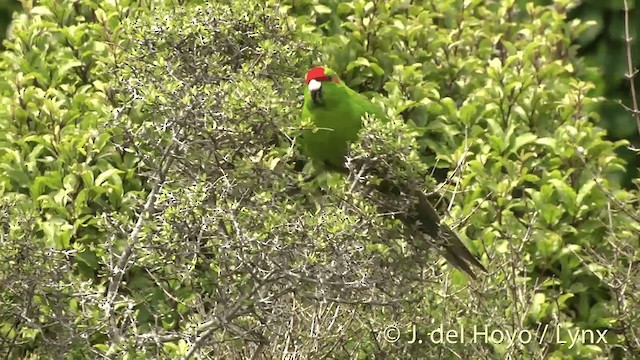 Red-crowned Parakeet - ML201453031
