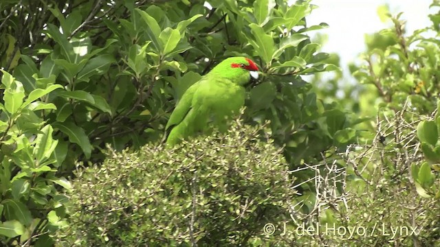 Red-crowned Parakeet - ML201453041