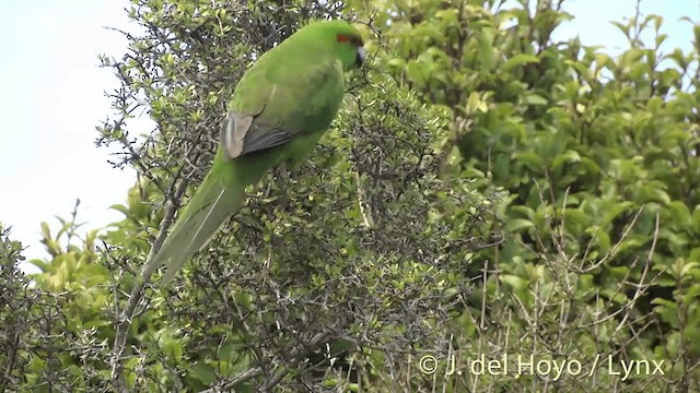 Red-crowned Parakeet - ML201453051