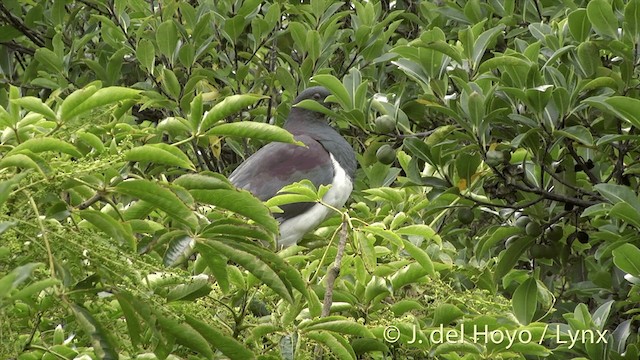 Маорийский плодовый голубь (novaeseelandiae) - ML201453081