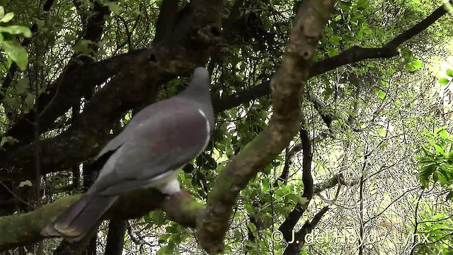 New Zealand Pigeon - ML201453101