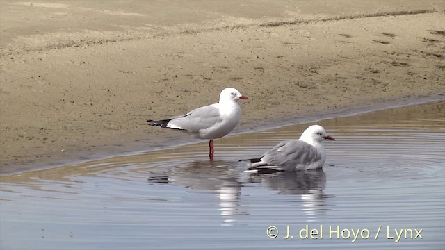 Silver Gull (Red-billed) - ML201453121